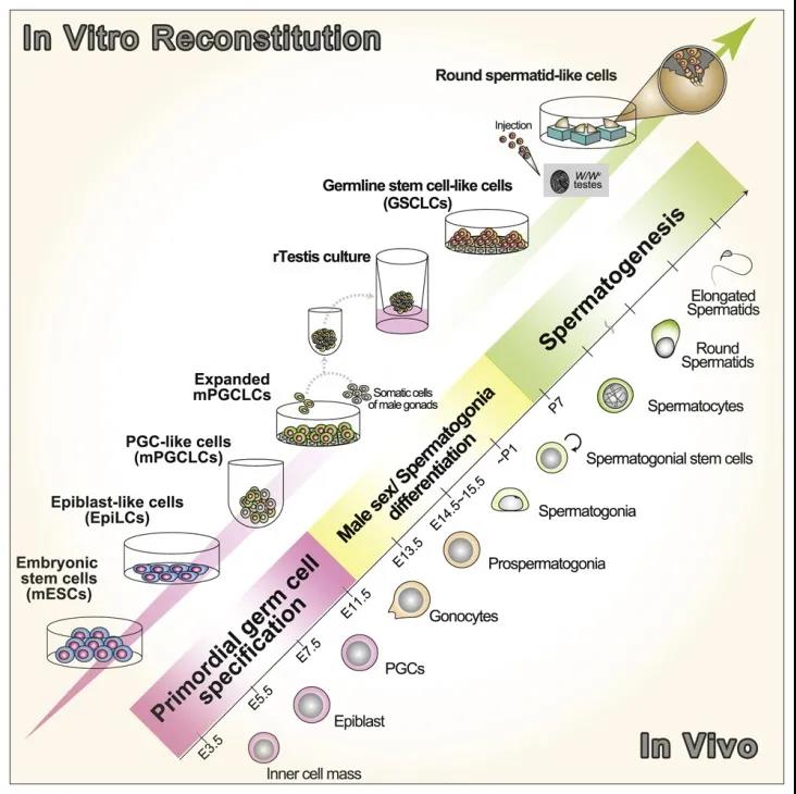Cell子刊：再創(chuàng)生命奇跡！科學(xué)家利用多能干細(xì)胞成功培育人造精子，可生育健康后代