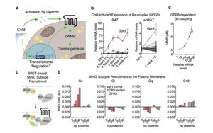 Cell突破：吃貨大軍感動(dòng)哭！科學(xué)家找到一條新的燃脂通路，具有持久生效潛力