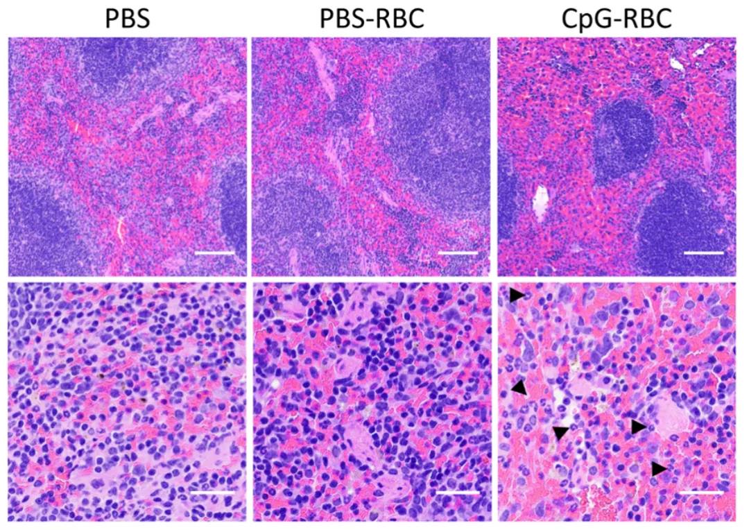 顛覆認(rèn)知！Science子刊揭示紅細(xì)胞“新身份”：不僅是氧氣“搬運(yùn)工”，還是人體免疫“哨兵”