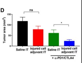 Science子刊：為免疫系統(tǒng)提供“叫醒服務”或可有效清除體內腫瘤！