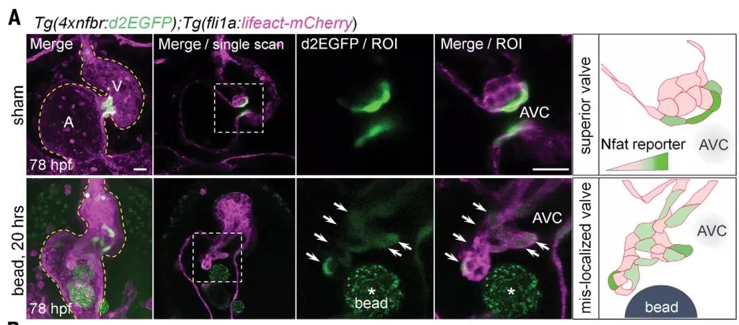 心臟發(fā)育機(jī)制的大發(fā)現(xiàn)！Science：機(jī)械應(yīng)力對(duì)心臟瓣膜形成過程的調(diào)控機(jī)制