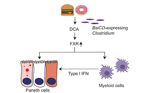 Cell子刊：腸道炎癥、感染的原因找到了，都是披薩漢堡惹的禍！