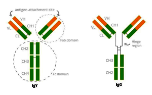 膠體金C線專(zhuān)用質(zhì)控原料——雞IgY和兔抗雞IgY抗體