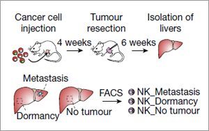 癌癥治療新發(fā)現(xiàn)！Nature 揭秘腫瘤細(xì)胞“休眠”機(jī)制，有效預(yù)防轉(zhuǎn)移癌