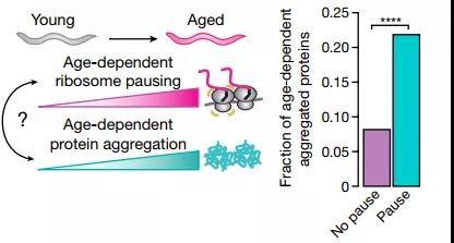 核糖體停頓+蛋白質(zhì)失衡，時(shí)間這把“殺豬刀”！