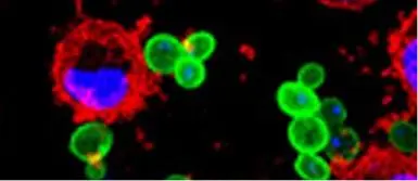 化學(xué)發(fā)光產(chǎn)品大起底