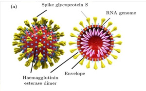 Nature：流感疫苗竟可降低90%的新冠重癥！
