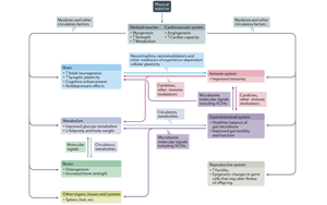 吃藥=運(yùn)動(dòng)？Nature子刊綜述運(yùn)動(dòng)“成藥”靶點(diǎn)及前景