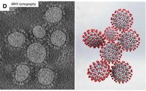 研究發(fā)現(xiàn)，冠狀病毒的形狀會影響其傳播