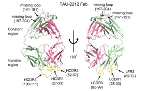真的有可以中和所有已知COVID-19毒株的抗體？