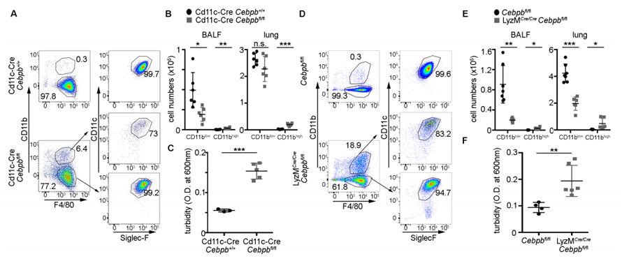 根據(jù)Cebpb缺乏小鼠的肺泡巨噬細(xì)胞分析