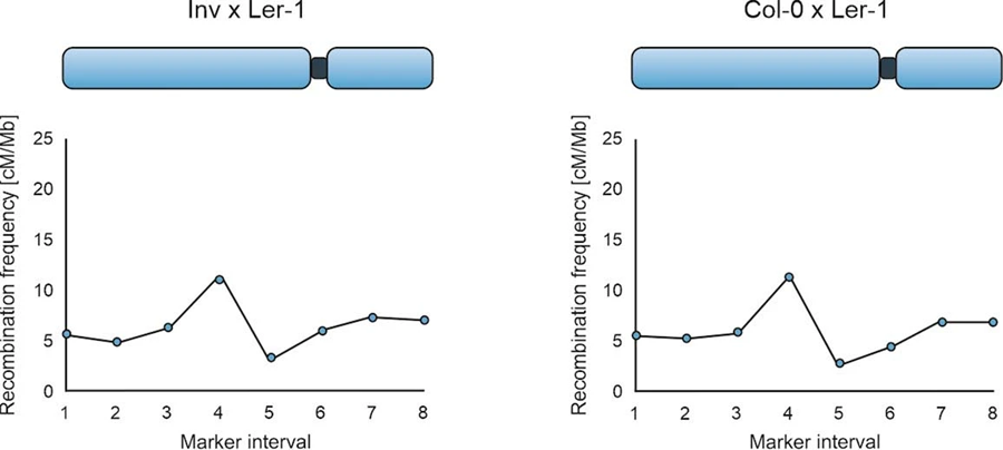 3號染色體上的重組頻率