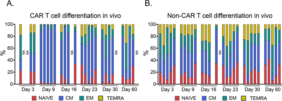 體內(nèi)CAR T細胞分化