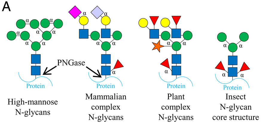 不同種屬擬桿菌的糖苷酶
