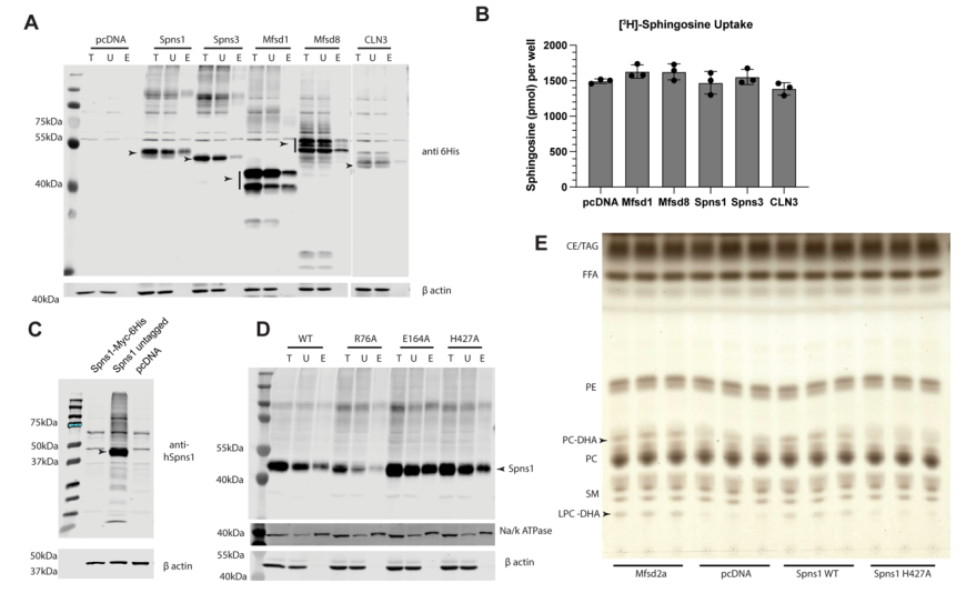 細(xì)胞運(yùn)轉(zhuǎn)分析證實(shí)Spns1為L(zhǎng)PC轉(zhuǎn)運(yùn)體