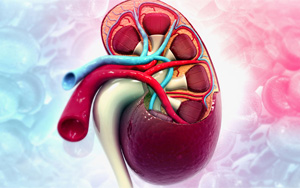 新冠將導(dǎo)致未來出現(xiàn)毀滅性的全民腎衰竭？真相究竟如何