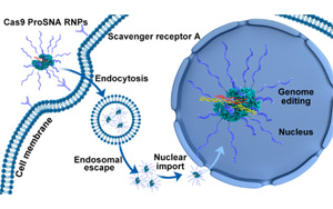 將諾貝爾獎(jiǎng)技術(shù)與治療技術(shù)結(jié)合，克服CRISPR一個(gè)關(guān)鍵限制