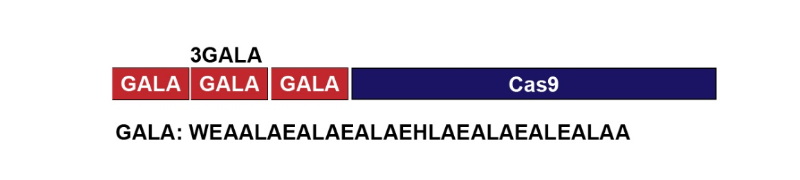 基因工程Cas9蛋白GALA內(nèi)切酶N-端肽結(jié)合的方案設(shè)計