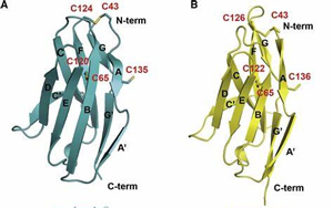 直到現(xiàn)在，科學家才破解了免疫系統(tǒng)中最重要的受體之一的分子結(jié)構(gòu)