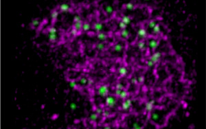 Nature子刊解答謎團：基因重組新理論的證據(jù)