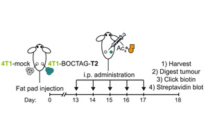 Nature子刊：標記蛋白質(zhì)的新方法有助于追蹤疾病