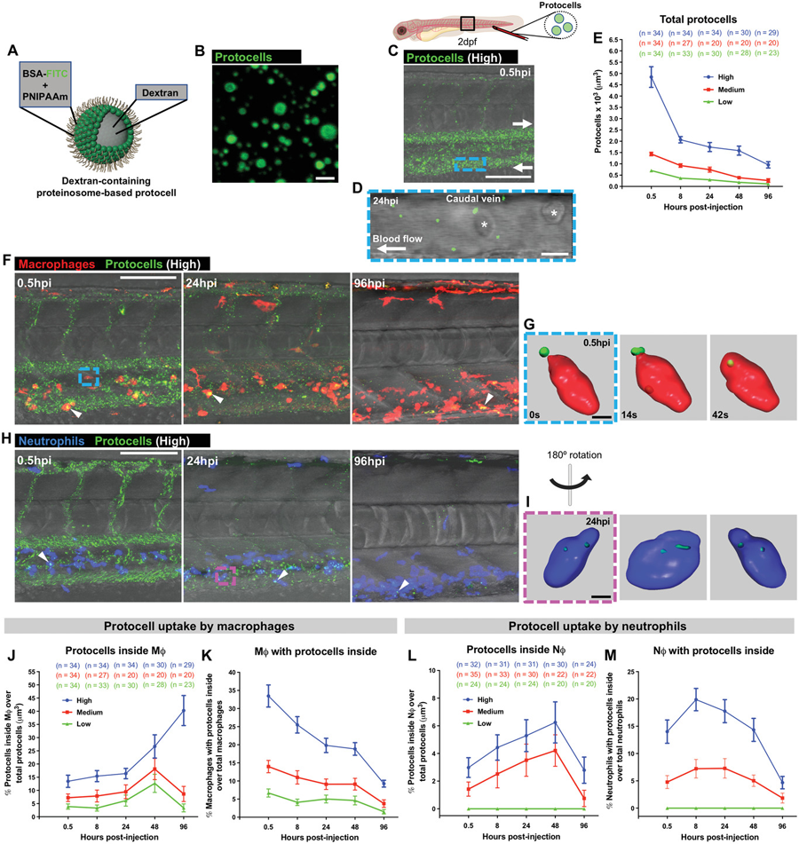 白細(xì)胞吸收了系統(tǒng)注射的自由循環(huán)原細(xì)胞體