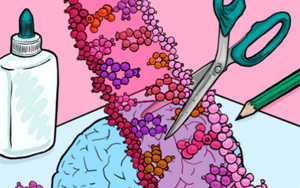 Cell Rep：隨著個(gè)體年齡的增長(zhǎng)，大腦中RNA編輯的速度是如何增加的