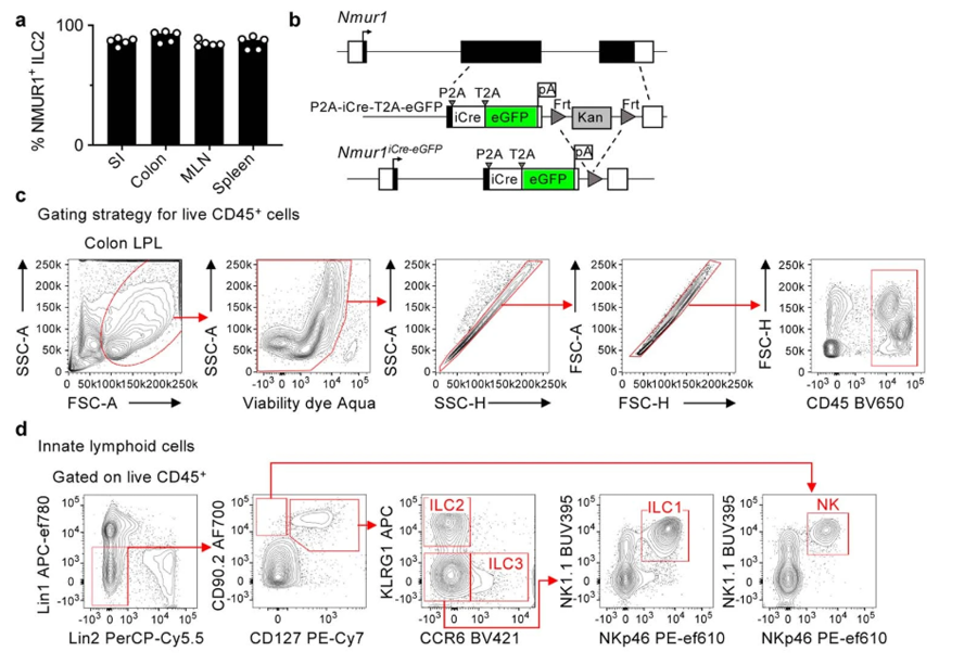 NMUR1 eGFP在淋巴組織和非淋巴組織中高度表達(dá)并富含ILC2s