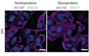 首次發(fā)現(xiàn)人肺細(xì)胞中形成的“雜交”病毒！更易感且可逃避免疫系統(tǒng)