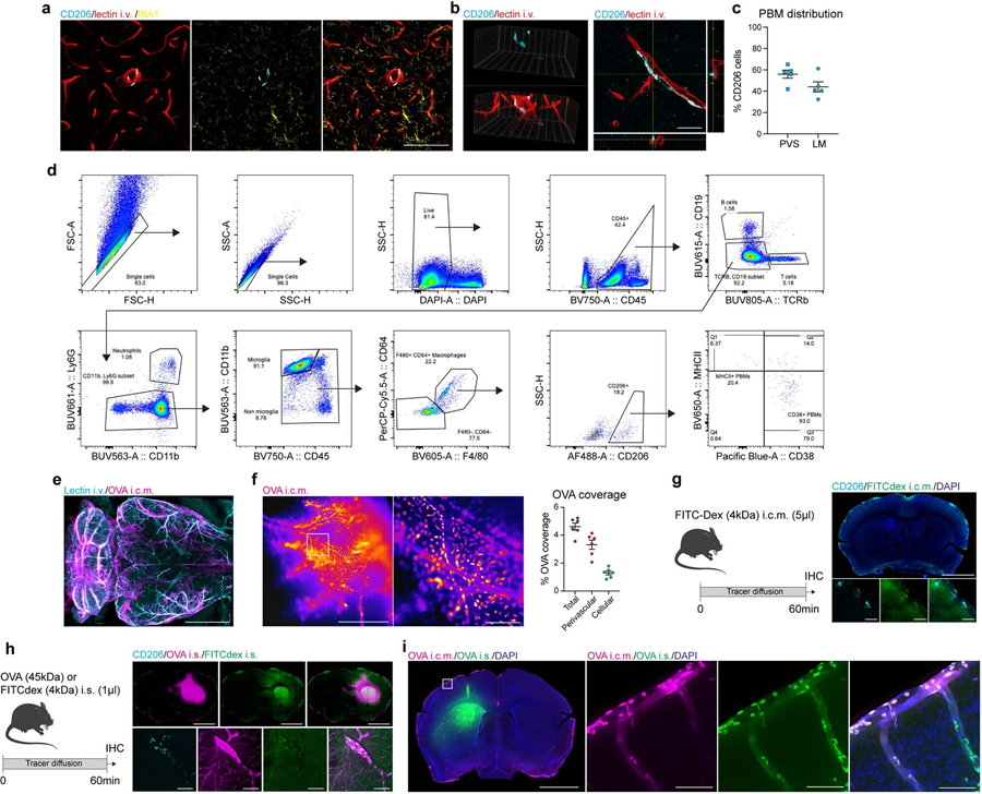 PBMs不同于小膠質細胞和CSF和ISF樣本 PBMs不同于小膠質細胞和CSF和ISF樣本