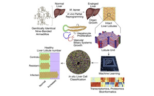 研究發(fā)現(xiàn)，古老的疾病有可能使肝臟再生？！