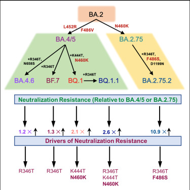 SARS-CoV-2的持續(xù)變異途徑 SARS-CoV-2的持續(xù)變異途徑