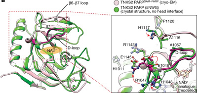 利用獲得諾貝爾獎技術(shù)，Nature新研究揭示了一種涉及廣泛細胞過程的關(guān)鍵蛋白質(zhì)機制