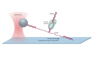 解答CRISPR技術(shù)核心問(wèn)題：如何微調(diào)Cas蛋白質(zhì)對(duì)DNA的控制