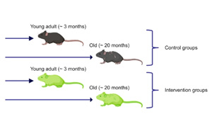 延長壽命不等于延緩衰老，Nature子刊對三種抗衰老療法提出質(zhì)疑