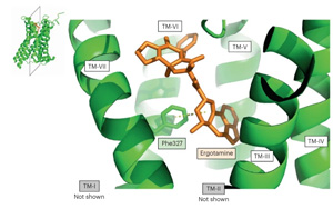Nature Medicine：血清素2C受體與兒童期肥胖有關(guān)