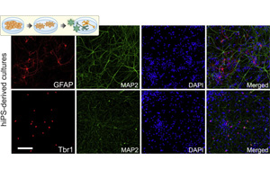 細胞編程，再現(xiàn)人類細胞獨特特征的神經(jīng)網(wǎng)絡