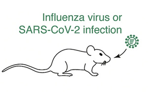 《Cell》發(fā)現(xiàn)免疫系統(tǒng)的“武器研發(fā)實驗室”