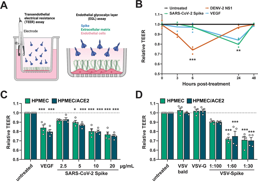 SARS-CoV-2 S觸發(fā)內皮和上皮滲透性屏障