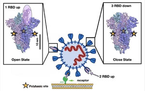 Nature最新研究找到新冠病毒的弱點(diǎn)！