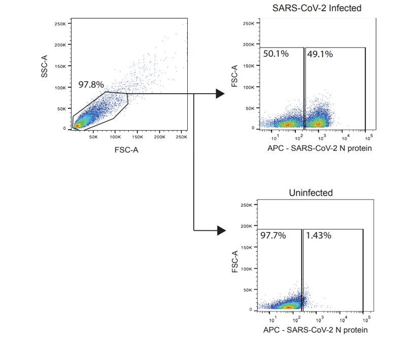 通過流式細胞術檢測SARS-CoV-2感染細胞的門控策略