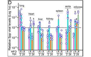 感染新冠誘發(fā)心肌炎？或因病毒S蛋白導(dǎo)致心肌纖維化和收縮功能受損