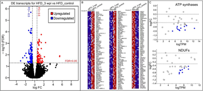 施用Spp病毒誘導(dǎo)HFD小鼠心臟轉(zhuǎn)錄組長(zhǎng)期變化 施用Spp病毒誘導(dǎo)HFD小鼠心臟轉(zhuǎn)錄組長(zhǎng)期變化