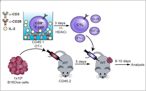 腫瘤治療“黑馬”登場(chǎng)！Nature子刊：100萬億腸道細(xì)菌打破CAR-T實(shí)體瘤魔咒