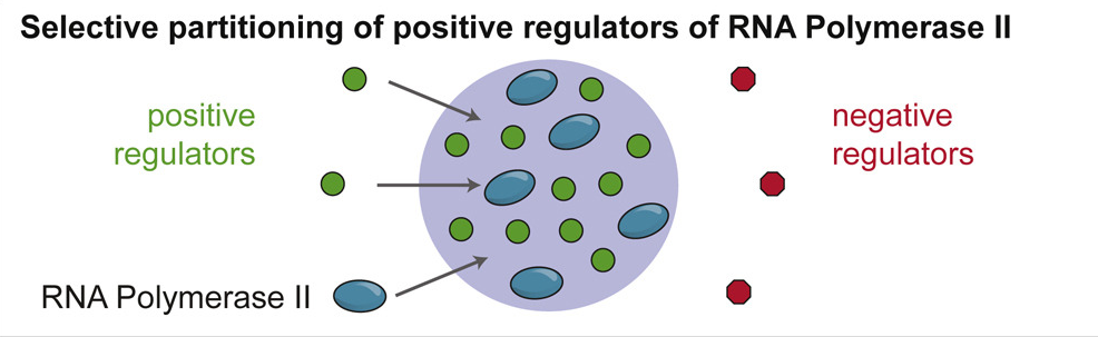 RNA聚合酶II正調(diào)控因子的選擇性分配 RNA聚合酶II正調(diào)控因子的選擇性分配