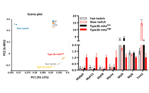 帕金森治療有望！科學(xué)家在小鼠四肢中發(fā)現(xiàn)“超快”肌肉纖維