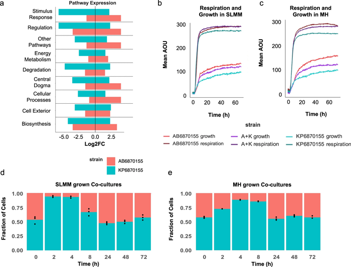 鮑曼氏桿菌AB6870155和肺炎克雷伯菌KP6870155的的呼吸、生長(zhǎng)和基因表達(dá)