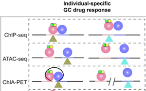 舊藥可新用！Cell子刊揭示糖皮質(zhì)激素藥物相關(guān)副作用的遺傳位點(diǎn)