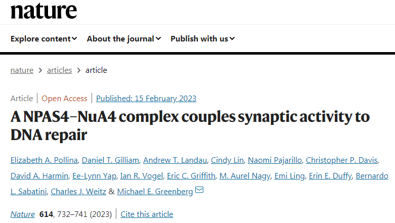 研究發(fā)現(xiàn)了神經(jīng)元中存在著一種獨特的DNA修復機制