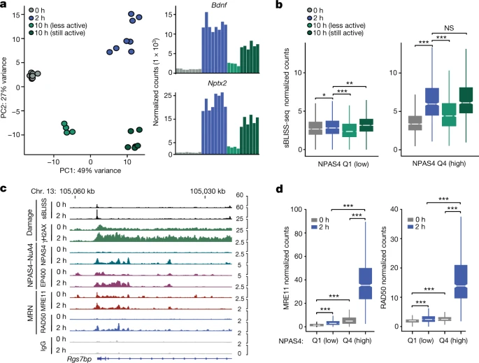 NPAS4-NuA4結(jié)合位點隨著可誘導轉(zhuǎn)錄的消退進行DNA修復